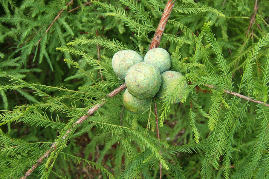 Why Bald Cypress Mangroves?